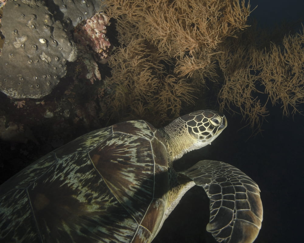 Green turtle Bunaken Marine Park Indonesia Canvas Art - Brent BarnesStocktrek Images (16 x 13)