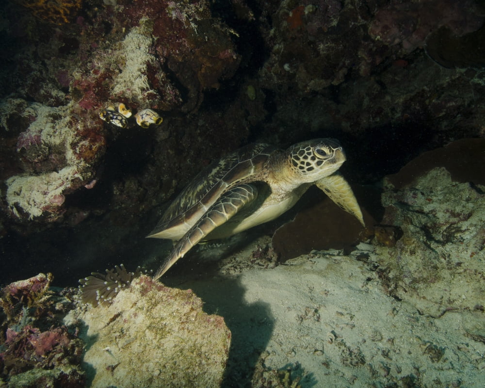 Green turtle Bunaken Marine Park Indonesia Canvas Art - Brent BarnesStocktrek Images (16 x 13)