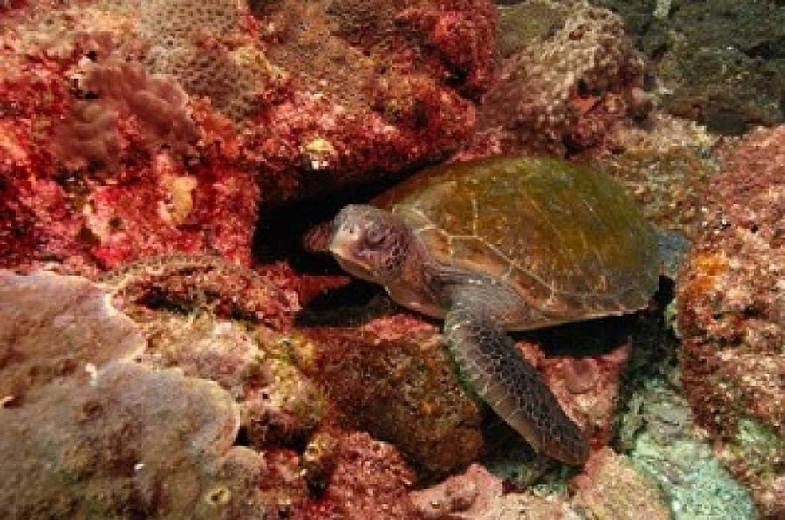 Green turtle Stradbroke Island Queensland Australia Canvas Art - Pete Oxford DanitaDelimont (36 x 24)