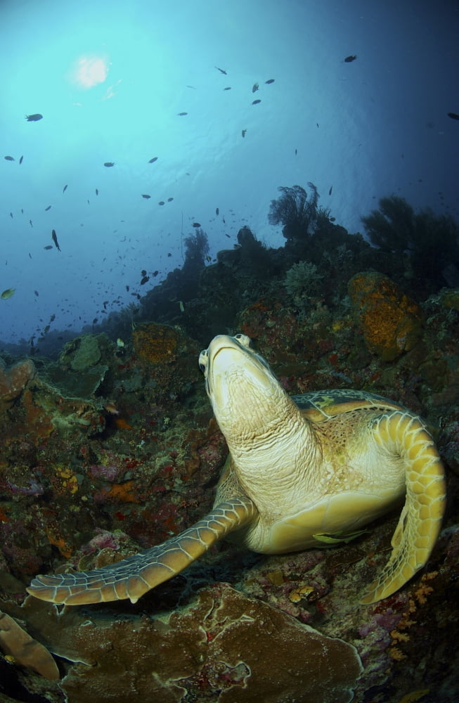 Green turtle on reef Manado North Sulawesi Indonesia Canvas Art - Mathieu MeurStocktrek Images (12 x 18)
