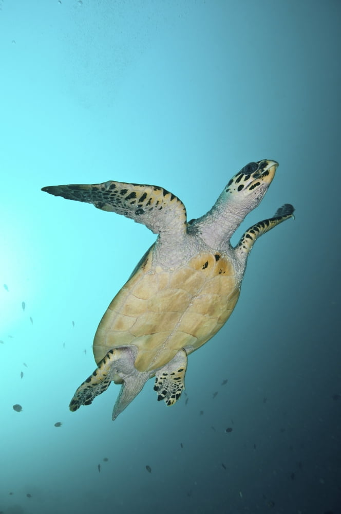Green turtle swimming Sabah Malaysia Canvas Art - Mathieu MeurStocktrek Images (12 x 18)