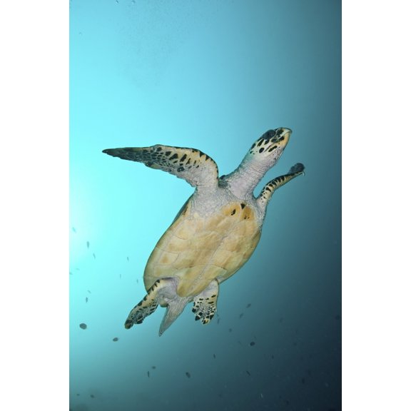 Green turtle swimming Sabah Malaysia Canvas Art - Mathieu MeurStocktrek Images (23 x 35)