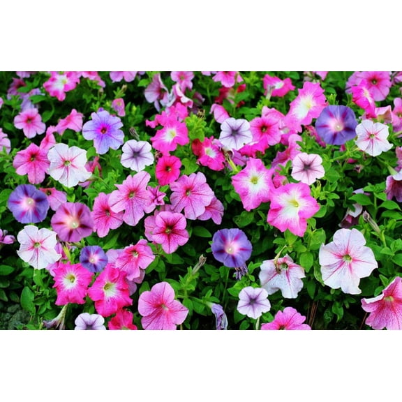 GreenCreator Perennial Flowers Mixed Morning Glory-100 Seeds Climbing Morning Blooming Vine