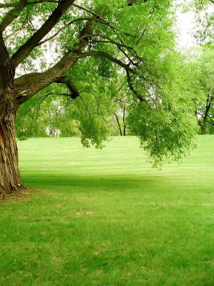GreenDecor 5x7ft Natural Scenery Lawn Trees Green Theme Photography ...