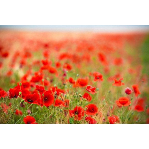 GreenDecor 7x5ft Bokeh Flowers Photography Indoor Backdrop Prop Photo Background
