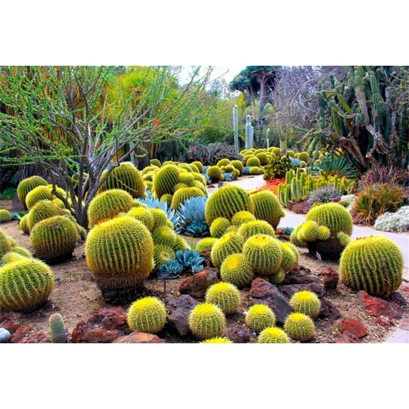 GreenDecor 7x5ft Globular Cactus Backdrops Botanic Garden Tropical Plants Photo Shoot Background Photography Studio Props Boy Kid Girl Children Artistic Portrait Digital Video Drop