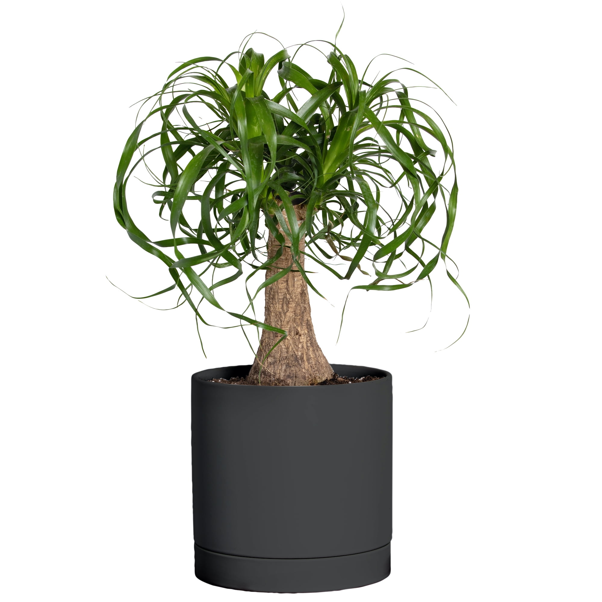 Greendigs Ponytail Palm 7 in. Black Pot Easy Care Pet Friendly