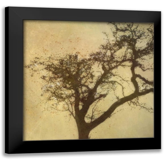Greene, Taylor 12x12 Black Modern Framed Museum Art Print Titled - Silo Beauty Tree