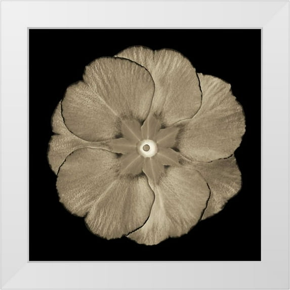 Greene, Taylor 12x12 White Modern Wood Framed Museum Art Print Titled - Sepia Floral II