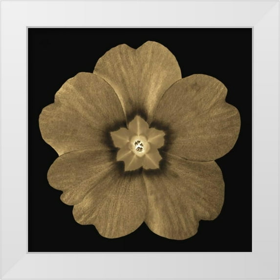 Greene, Taylor 15x15 White Modern Wood Framed Museum Art Print Titled - Sepia Floral A1