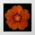 thumbnail image 1 of Greene, Taylor 20x20 White Modern Wood Framed Museum Art Print Titled - Sepia Floral C, 1 of 4