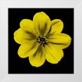 thumbnail image 1 of Greene, Taylor 26x26 White Modern Wood Framed Museum Art Print Titled - Sepia Floral C1, 1 of 4
