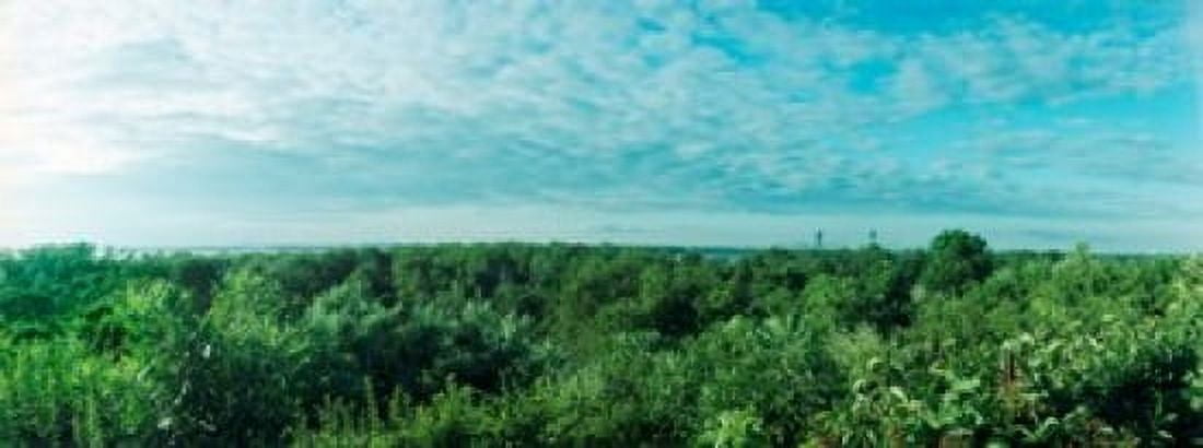 Greenery along Fort Tilden Beach Fort Tilden Queens New York City New York State USA Canvas Art - Panoramic Images (15 x 6)
