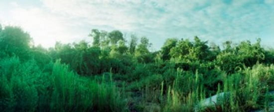 Greenery along Fort Tilden Beach Fort Tilden Queens New York City New York State USA Canvas Art - Panoramic Images (15 x 6)