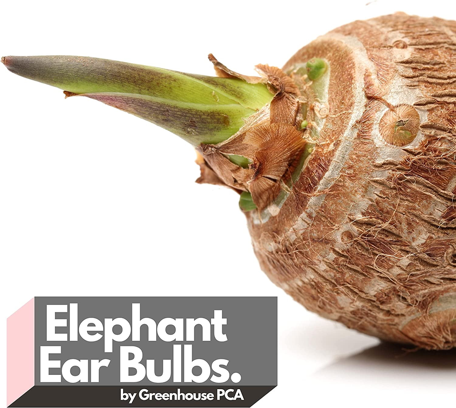 Greenhouse PCA Green Elephant Ear Taro Plant Bulbs (15 Count), Easy to Grow