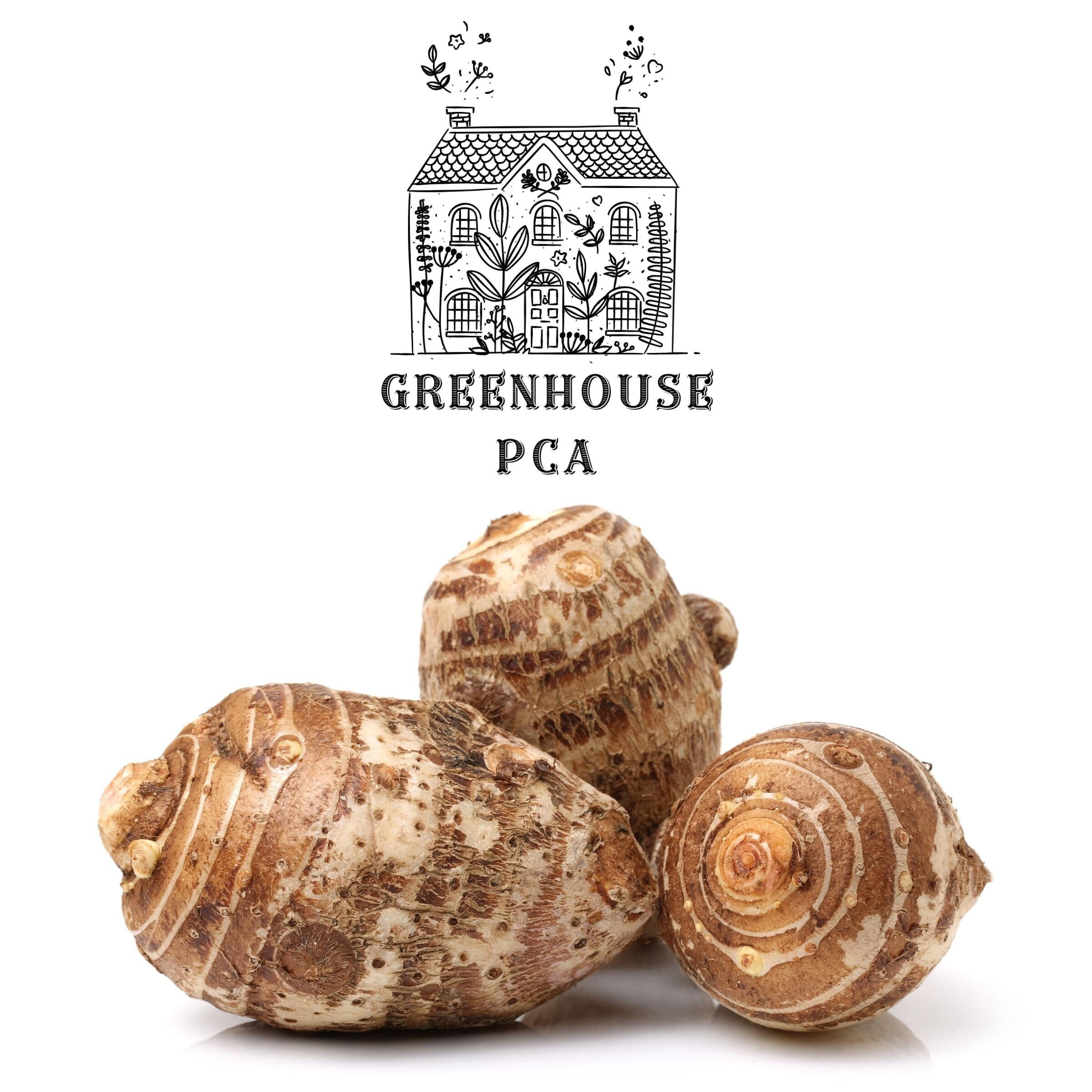 Greenhouse PCA Green Elephant Ear Taro Plant Bulbs (3 Count), Beautiful and Edible