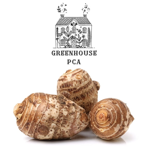 Greenhouse PCA Green Elephant Ear Taro Plant Bulbs (3 Count), Beautiful and Edible