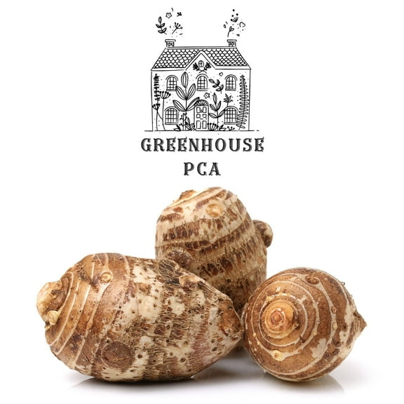 Greenhouse PCA Green Elephant Ear Taro Plant Bulbs (3 Count), Beautiful and Edible