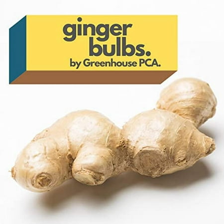Greenhouse PCA Green Fresh Culinary Ginger Root Live Plant