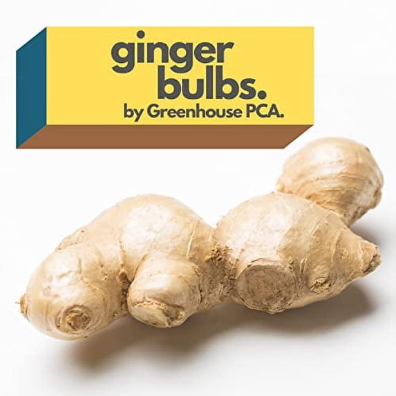 Greenhouse PCA Green Fresh Culinary Ginger Root Live Plant