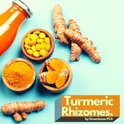 Greenhouse PCA Turmeric Rhizomes Plant Bulbs 3 Count, Edible & Plantable