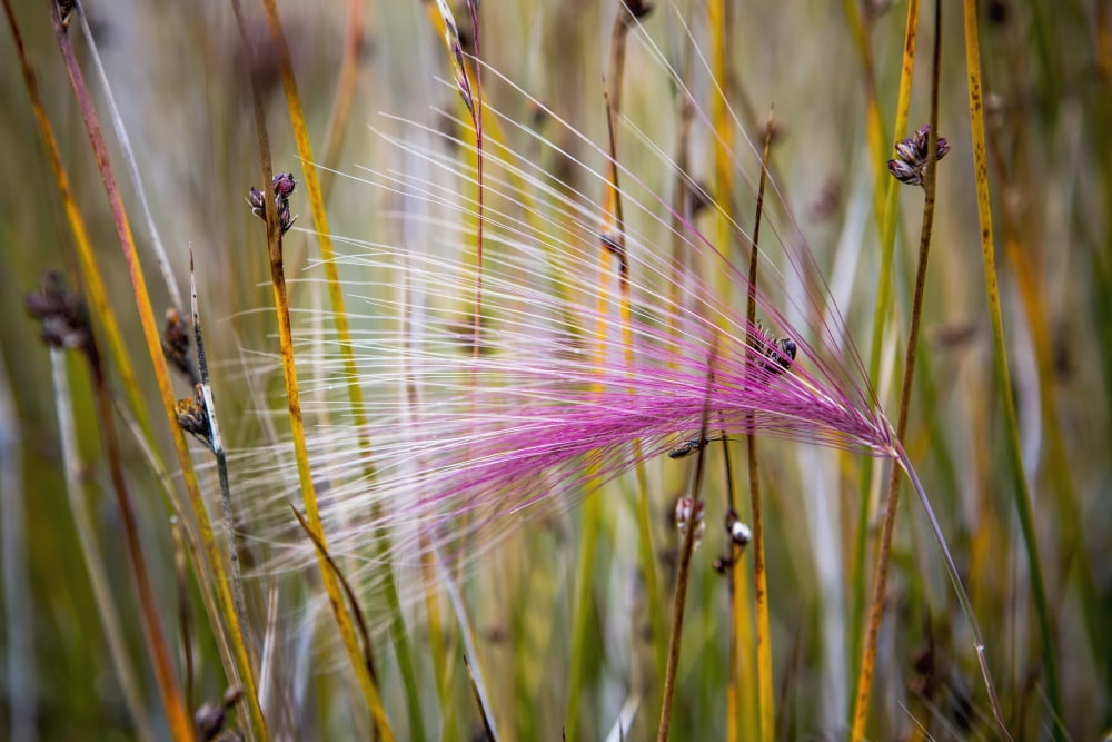 Greenland Grass seed heads during short summer period Greenland Canvas Art - Toby Adamson Design Pics (38 x 24)