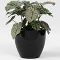 thumbnail image 1 of Greenline Fiberglass Lucy Medium Indoor/Outdoor Round Planter - 15" x 15" x 13" (Gloss Black), 1 of 7