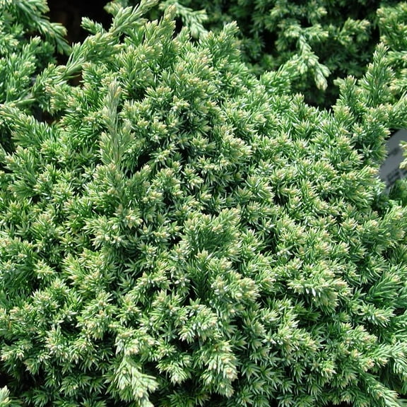 Greenmound Juniper-Evergreen Ground Cover-Dense Spreading Habit 3 Gallon