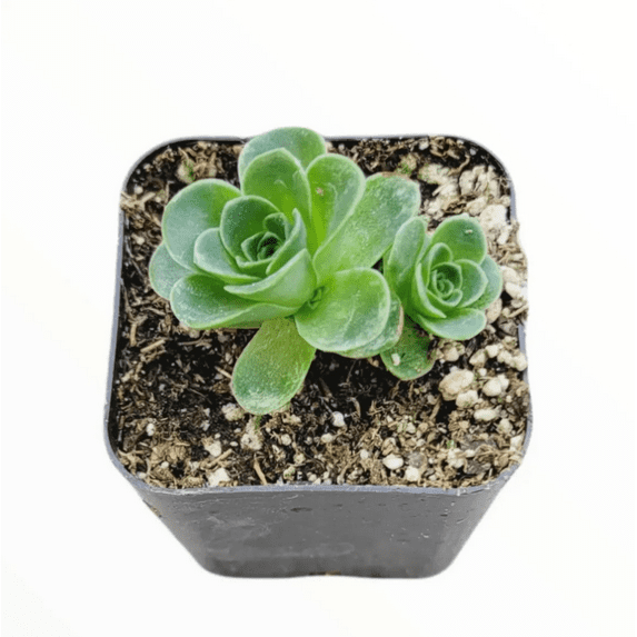 Greenovia Dodrentalis Mountain Rose [Dormant in Summer] Succulent Live Plant 2 Inch for Indoor Outdoor Home Office Garden Decor