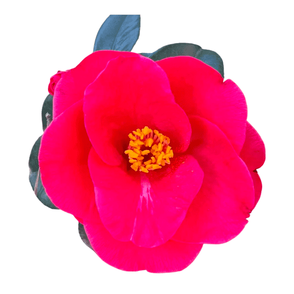 Greensboro Red Camellia 1 Gallon Potted Plants, Set of 2, Deep Red Winter Blooms, Evergreen Flowering Shrubs