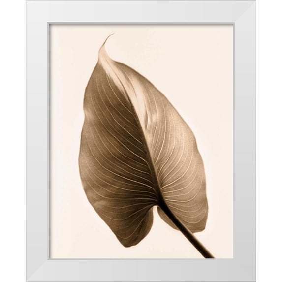 Greenwood, Julie 12x14 White Modern Wood Framed Museum Art Print Titled - Alocasia 2