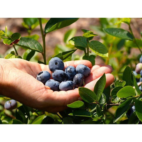 Greenwood Nursery Chandler Blueberry Live Plant, 2 x 3.5" Pot, Northern Highbush, Extra Large Sweet Berries,Full Sun