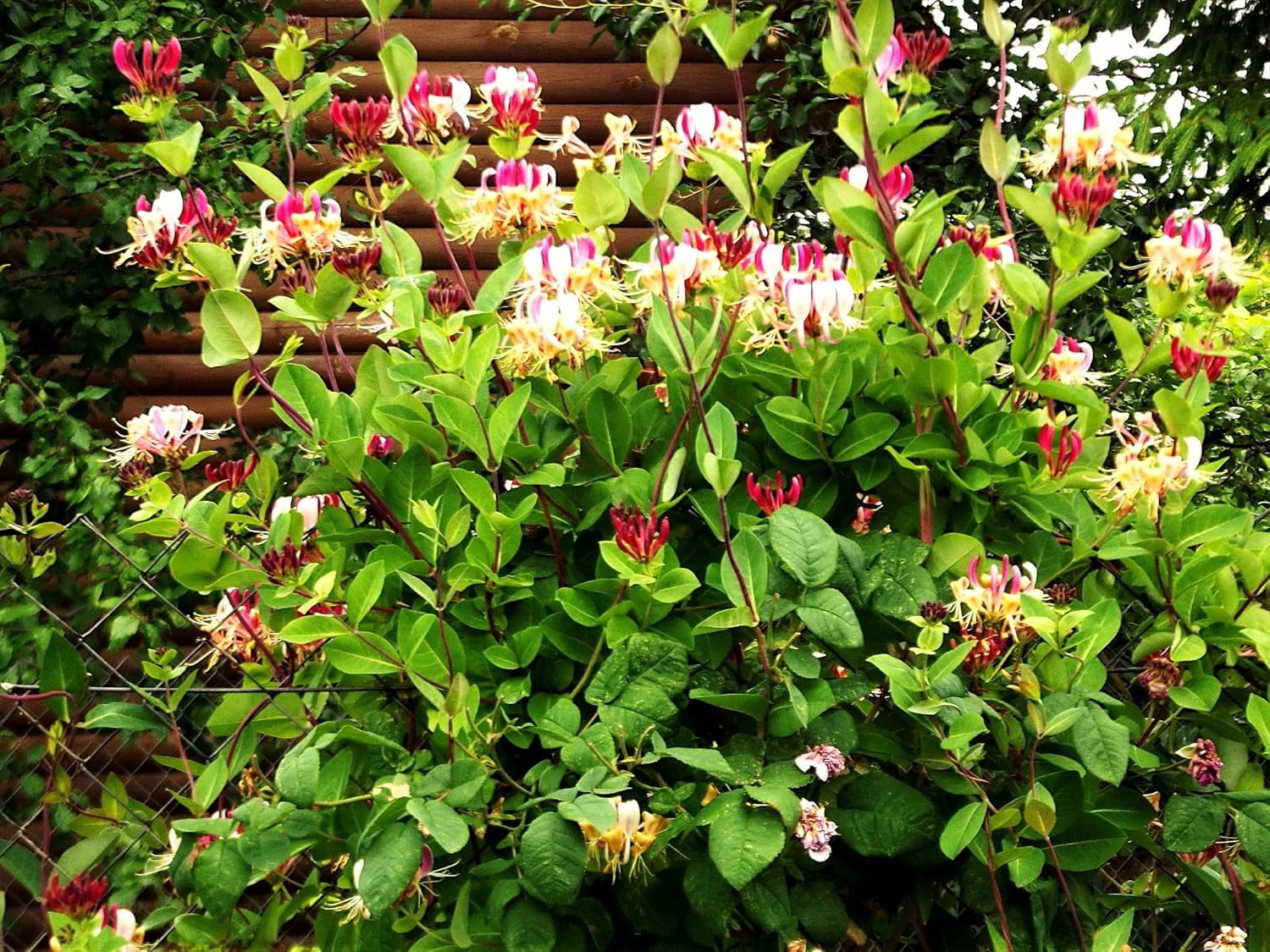 Greenwood Nursery Lonicera Winter Honeysuckle - Live Flowering Shrub ...