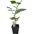 thumbnail image 1 of Greenwood Nursery Ouachita Thornless Blackberry Live Plant, 10 x 3.5 Pot, Zones 5-9, Full Sun Fruit Bush, 1 of 7