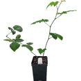 thumbnail image 1 of Greenwood Nursery Triple Crown Thornless Blackberry Live Plant, 2x 3.5 Pot, Large Sweet Berries, Zones 5-9, 1 of 6
