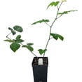thumbnail image 1 of Greenwood Nursery Triple Crown Thornless Blackberry Live Plant, 5x 3.5 Pot, Large Sweet Berries, Zones 5-9, 1 of 6