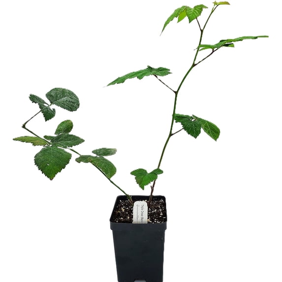 Greenwood Nursery Triple Crown Thornless Blackberry Live Plant, 5x 3.5 Pot, Large Sweet Berries, Zones 5-9
