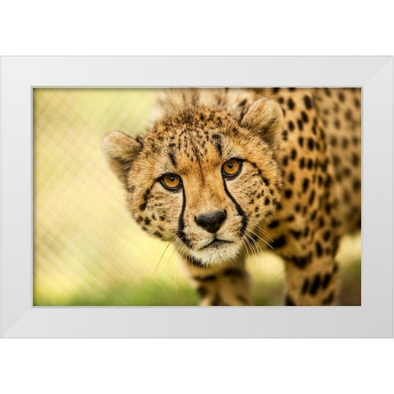 Gregorio, Ronda 32x23 White Modern Wood Framed Museum Art Print Titled - Cheetah