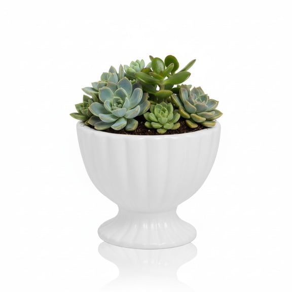 Grellen Off-White Ceramic Compote Planter, Rippled Footed Indoor Planter Pot