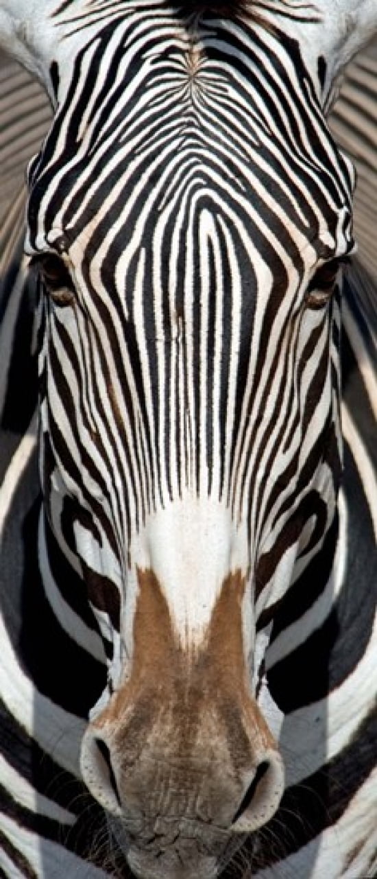 Greveys Zebra Samburu National Reserve Kenya Canvas Art - Panoramic Images (16 x 36)