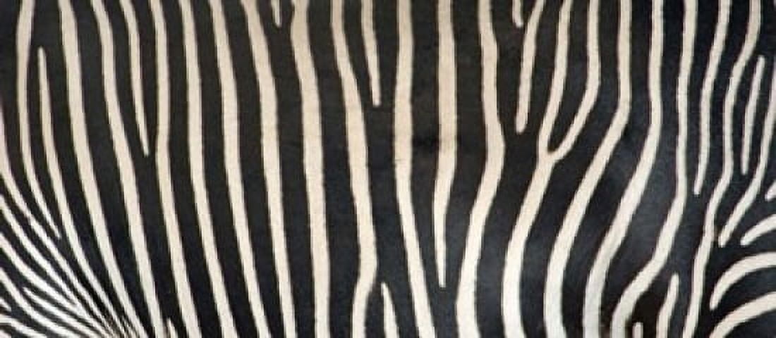 Greveys Zebra Stripes Canvas Art - Panoramic Images (15 x 7)