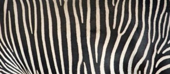 Greveys Zebra Stripes Canvas Art - Panoramic Images (30 x 14)
