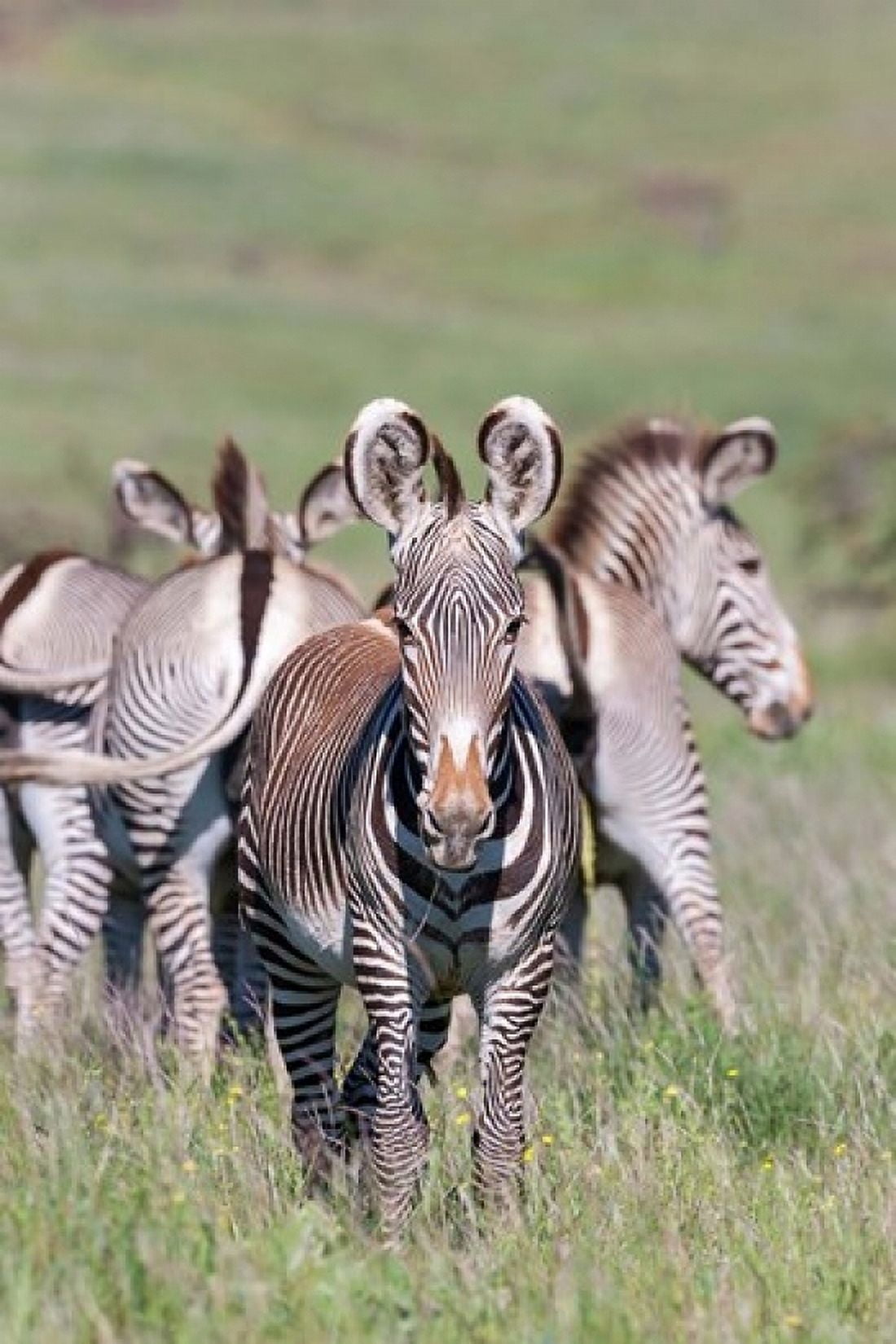 Grevys Zebra Kenya Canvas Art - Martin Zwick DanitaDelimont (24 x 36)