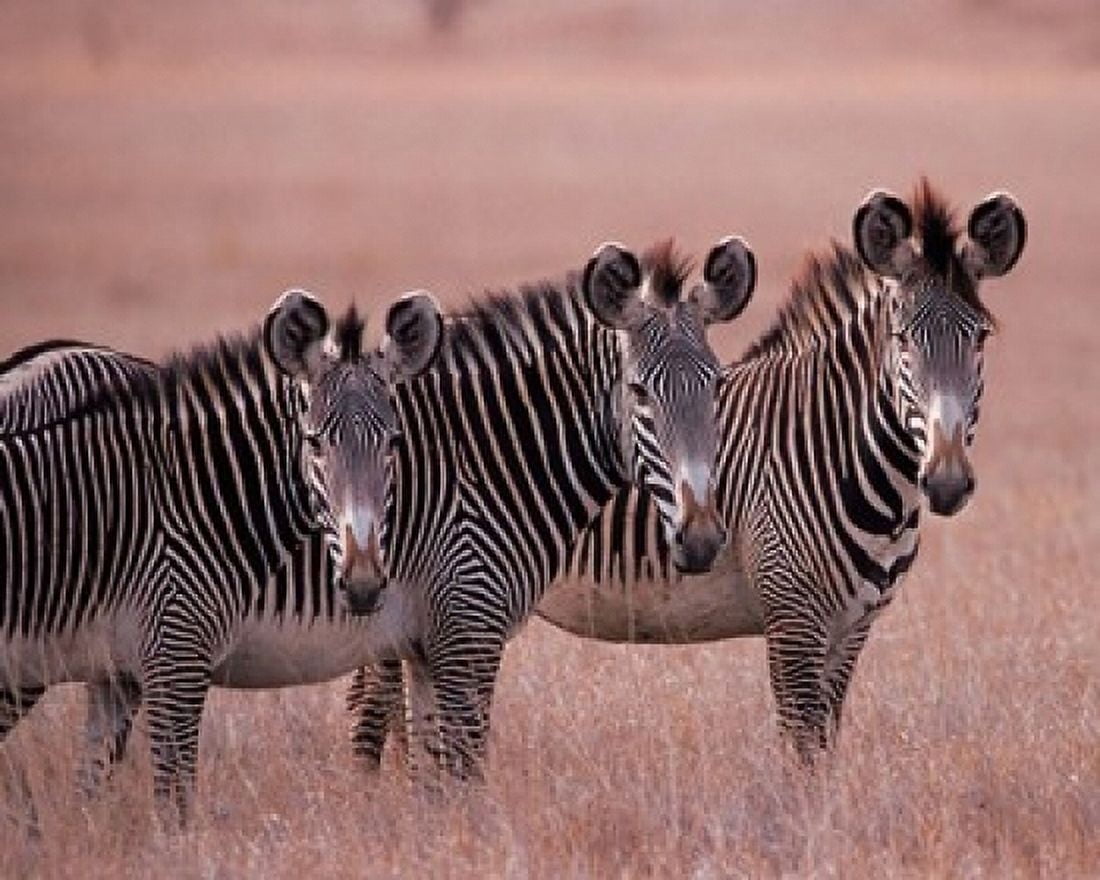 Grevys Zebra Masai Mara Kenya Canvas Art - Dee Ann Pederson DanitaDelimont (16 x 20)
