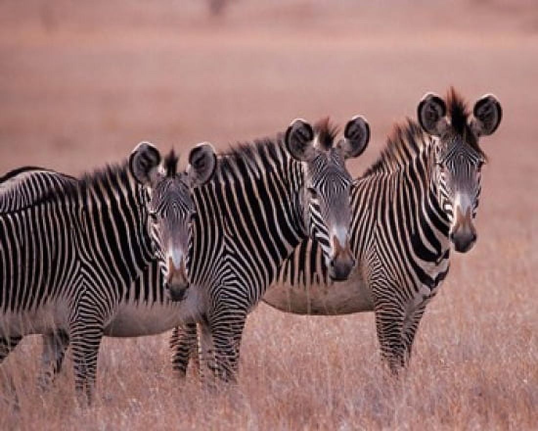 Grevys Zebra Masai Mara Kenya Canvas Art - Dee Ann Pederson DanitaDelimont (34 x 27)