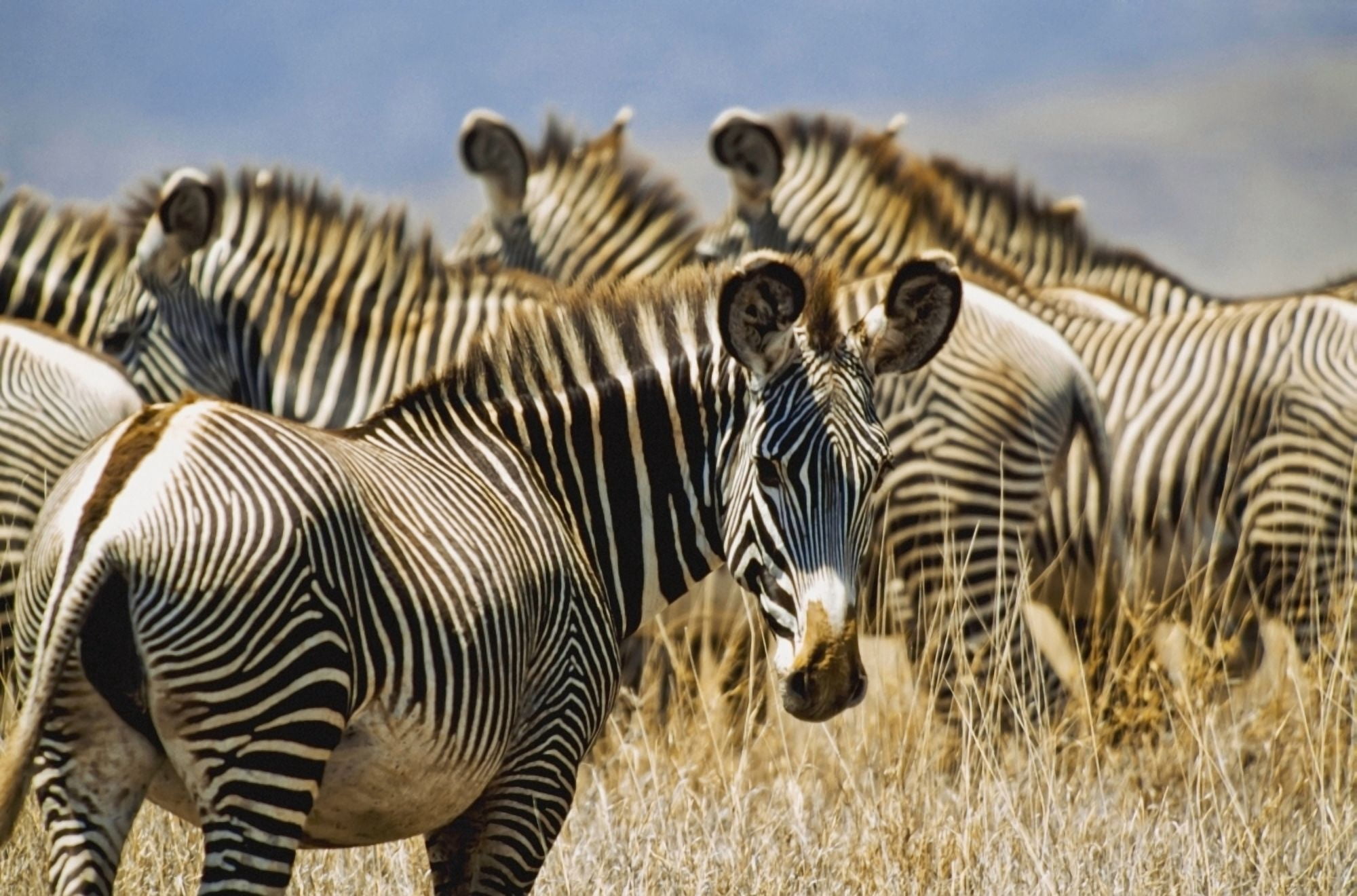 Grevys Zebras On Savannah Canvas Art - Vicki Couchman Design Pics (19 x 12)