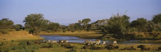 Grevys zebra and African buffalos grazing on a landscape Samburu Kenya Canvas Art - Panoramic Images (36 x 12)