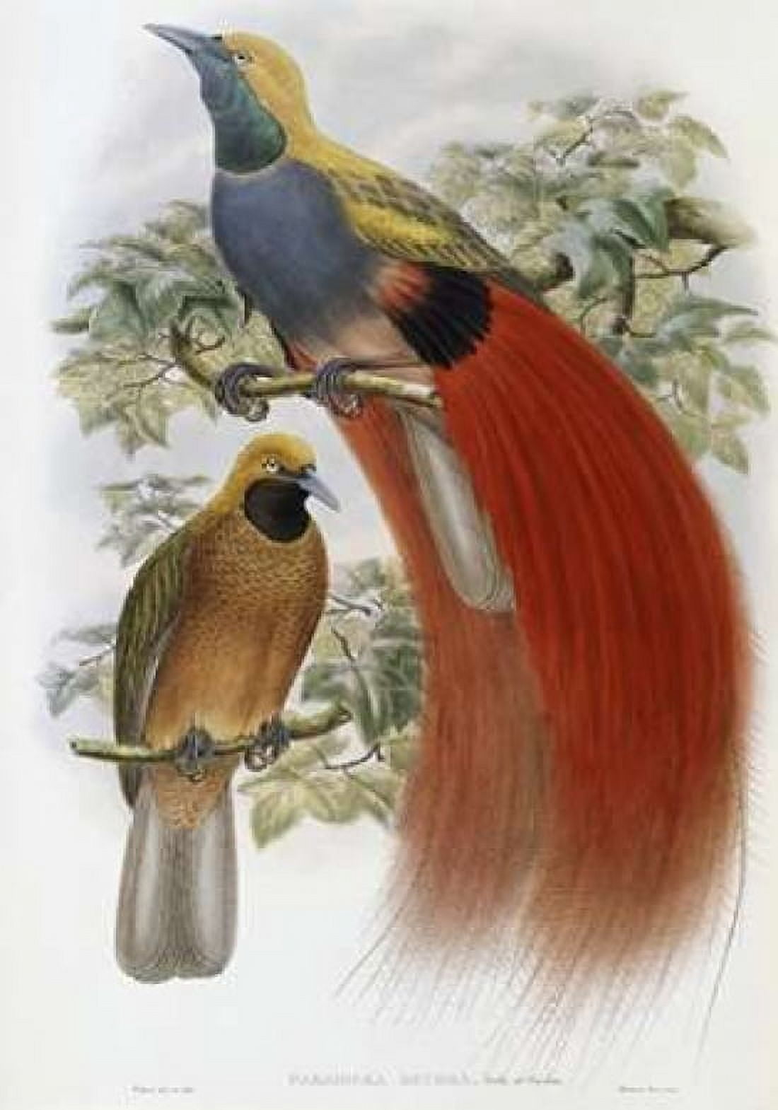 Grey-Chested Bird of Paradise Canvas Art - John Glover (20 x 28)
