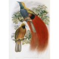 thumbnail image 1 of Grey-Chested Bird of Paradise John Gould, 1804-1881 British Poster Print, 24 x 36 - Large, 1 of 1