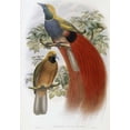 thumbnail image 1 of Grey-Chested Bird of Paradise Poster Print by  John Glover  (10 x 14), 1 of 2